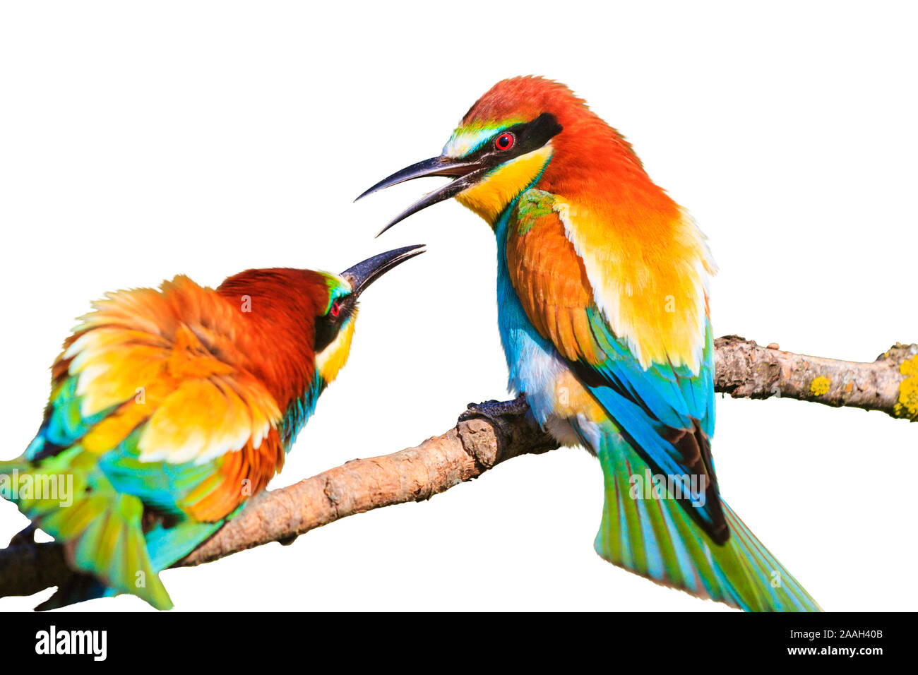 aves coloridas del paraíso conflicto aislado en blanco Foto de stock