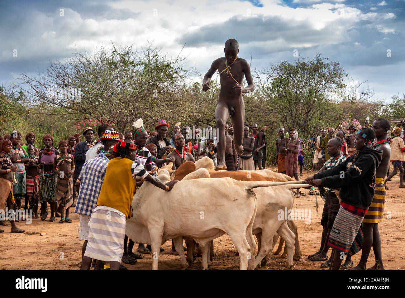 Etiopía, al sur de Omo, Turmi, Bull jumping ceremonia, desnudo Hamar hombre saltando sobre los toros Foto de stock