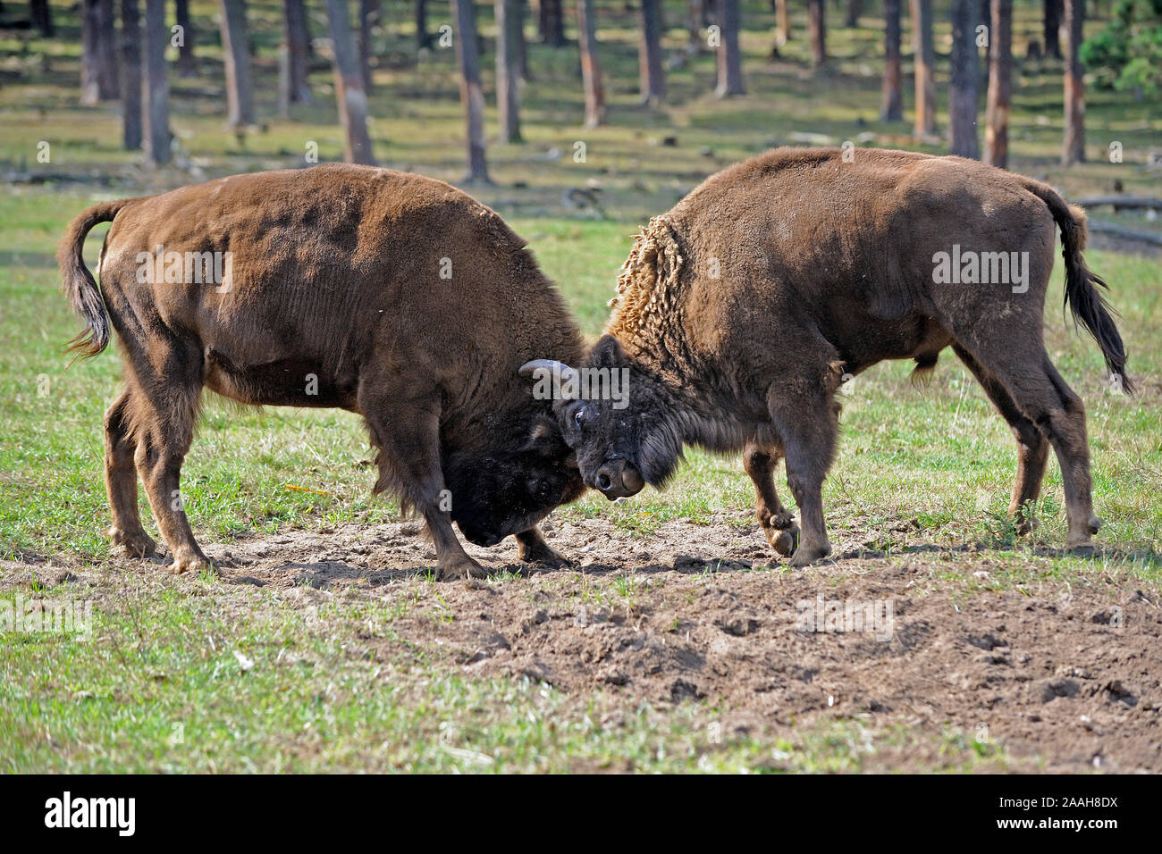 Kaempfende eurasische Wisente, bison bonasus Foto de stock