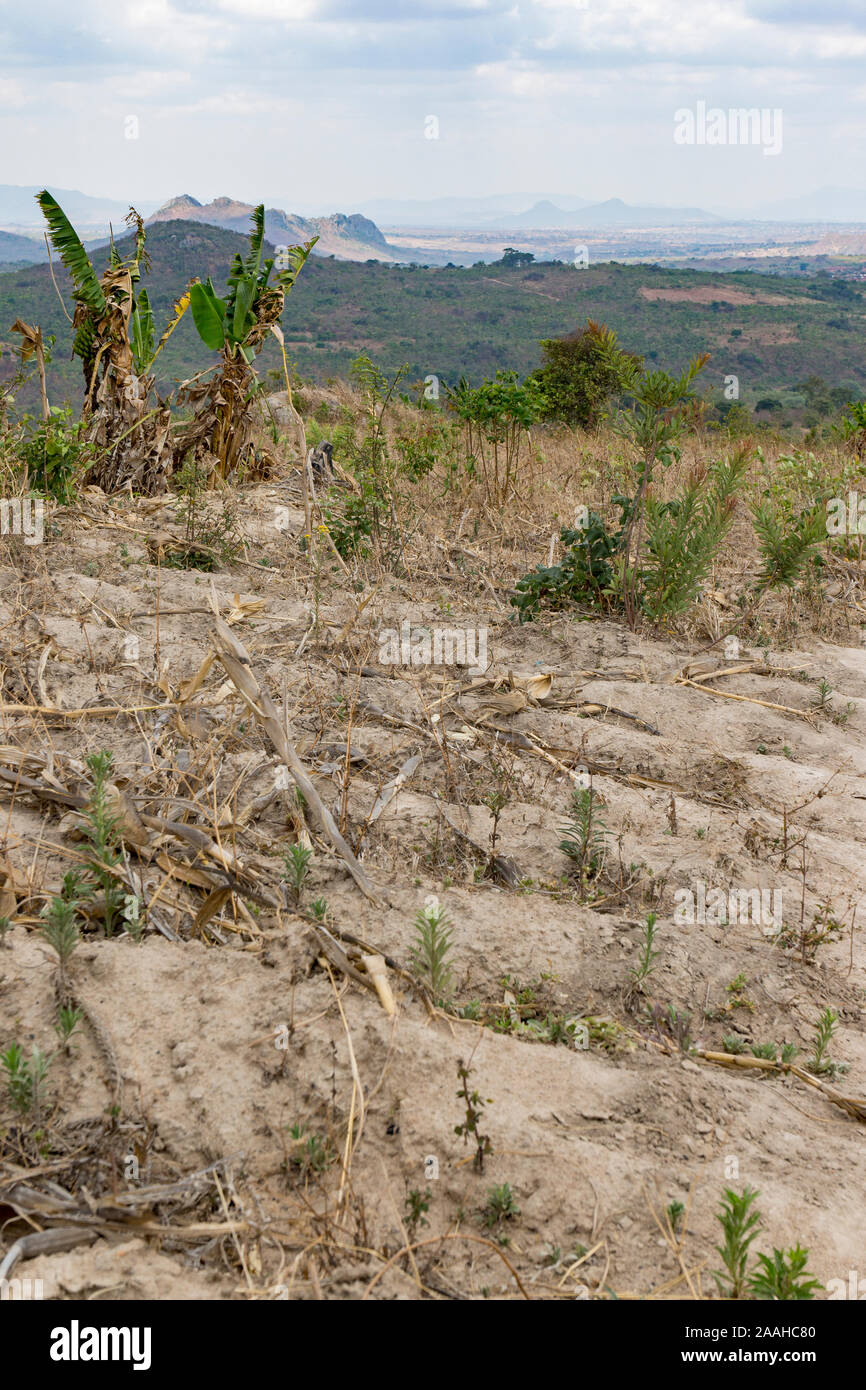 La degradación de los suelos en una granja de montaña en las zonas rurales de Malawi Foto de stock