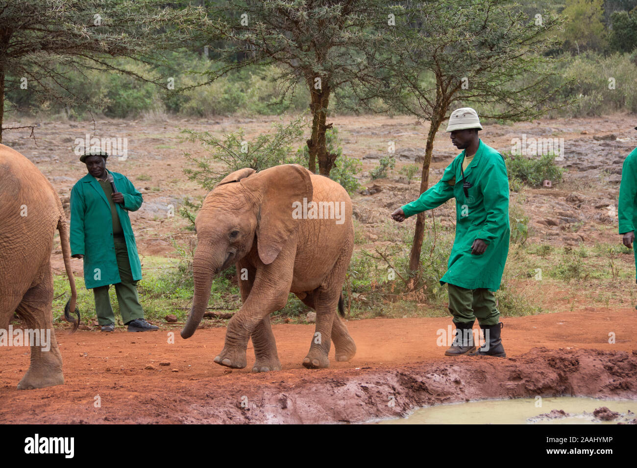 Rescatado bebés Elefantes Sheldrick David en el centro de Nairobi, Kenya Foto de stock