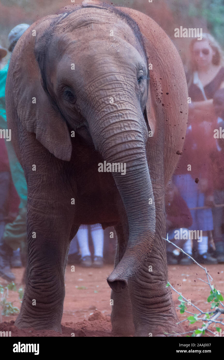 Rescatado bebés Elefantes Sheldrick David en el centro de Nairobi, Kenya Foto de stock