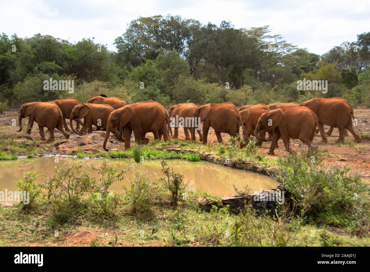 Rescatado bebés Elefantes Sheldrick David en el centro de Nairobi, Kenya Foto de stock