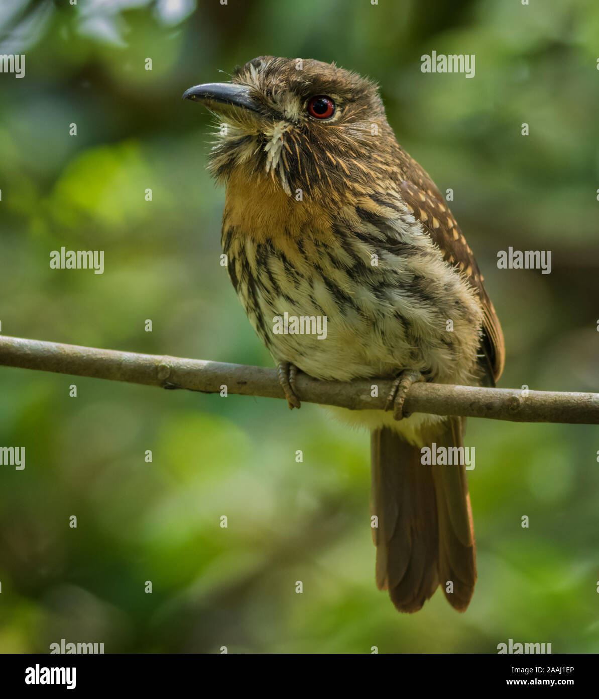 Al igual que otros puffbirds, su costumbre de donde se posan tranquilamente durante largos períodos en el sotobosque o mediados de los niveles del bosque hace fácil pasar por alto. Puede s Foto de stock