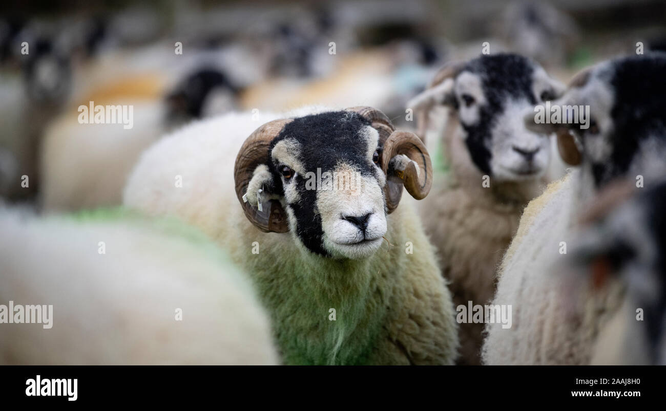 Ram en Swaledale con rebaño de ovejas en otoño, 'tiempo' Tupping donde servirá alrededor de 50 mujeres. North Yorkshire, Reino Unido. Foto de stock