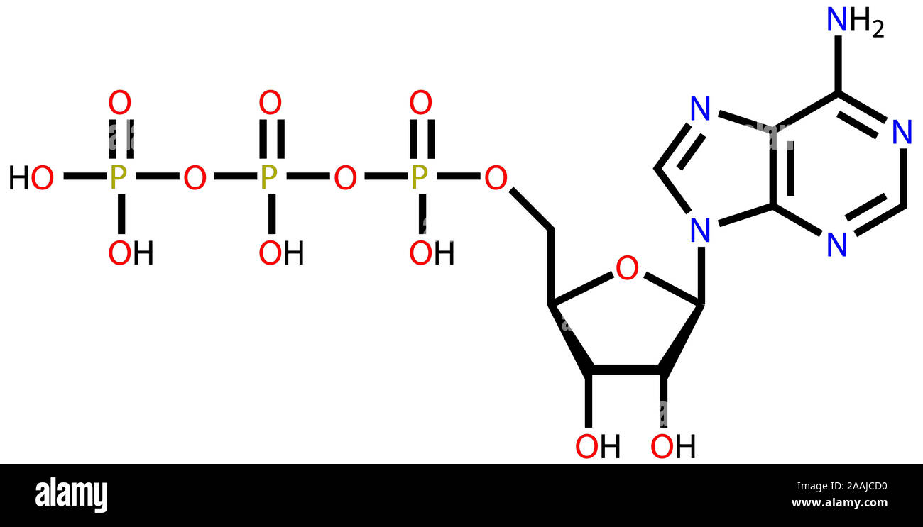 El trifosfato de adenosina (ATP) fórmula estructural Foto de stock