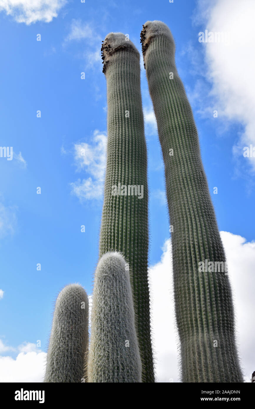 Cephalocereus Senelis cactus plantas contra el cielo azul con nubes Foto de stock