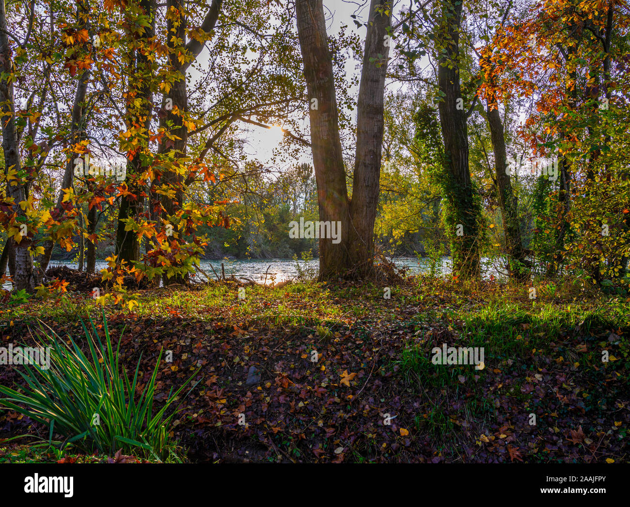 Verde bosque cerca del río Adda, en el norte de Italia Foto de stock