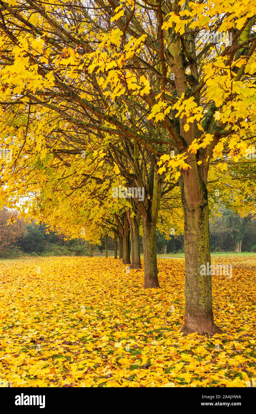 Hojas de Otoño Otoño otoño los árboles del Reino Unido uk avenida de árboles con hojas de otoño hilera de árboles con colores de otoño Inglaterra GB Europa Foto de stock