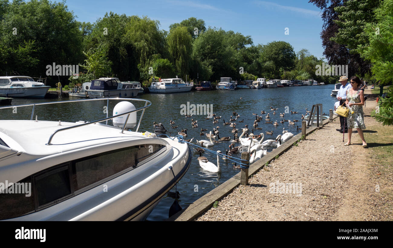 Crucero por el río amarrado en los Norfolk Broads, con pareja mayor alimentando a los cisnes y aves silvestres, River Yare, Thorpe St Andrew, Norwich, Norfolk, Inglaterra, Reino Unido Foto de stock