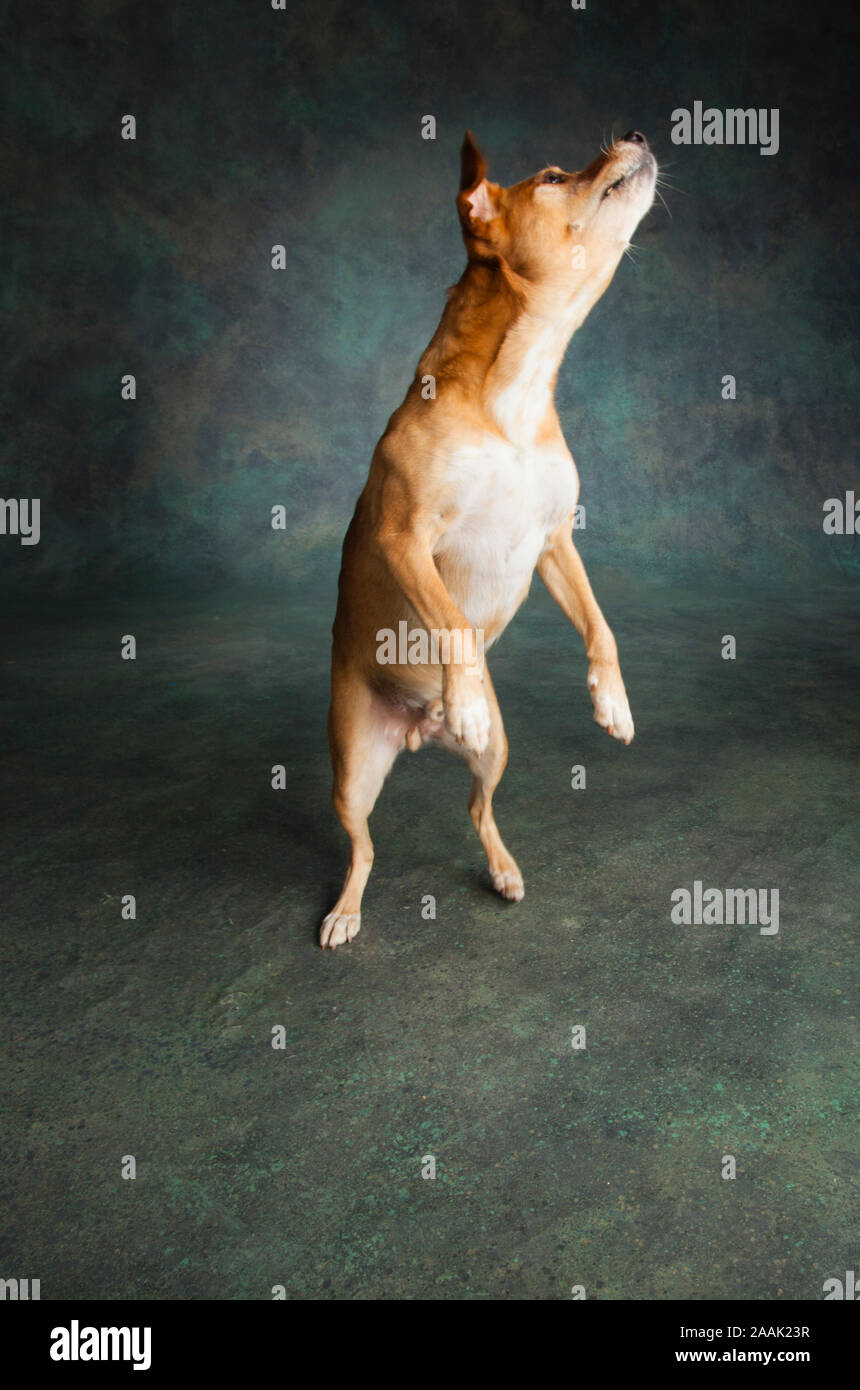 Foto de estudio de Redbone Coonhound levantándose Foto de stock