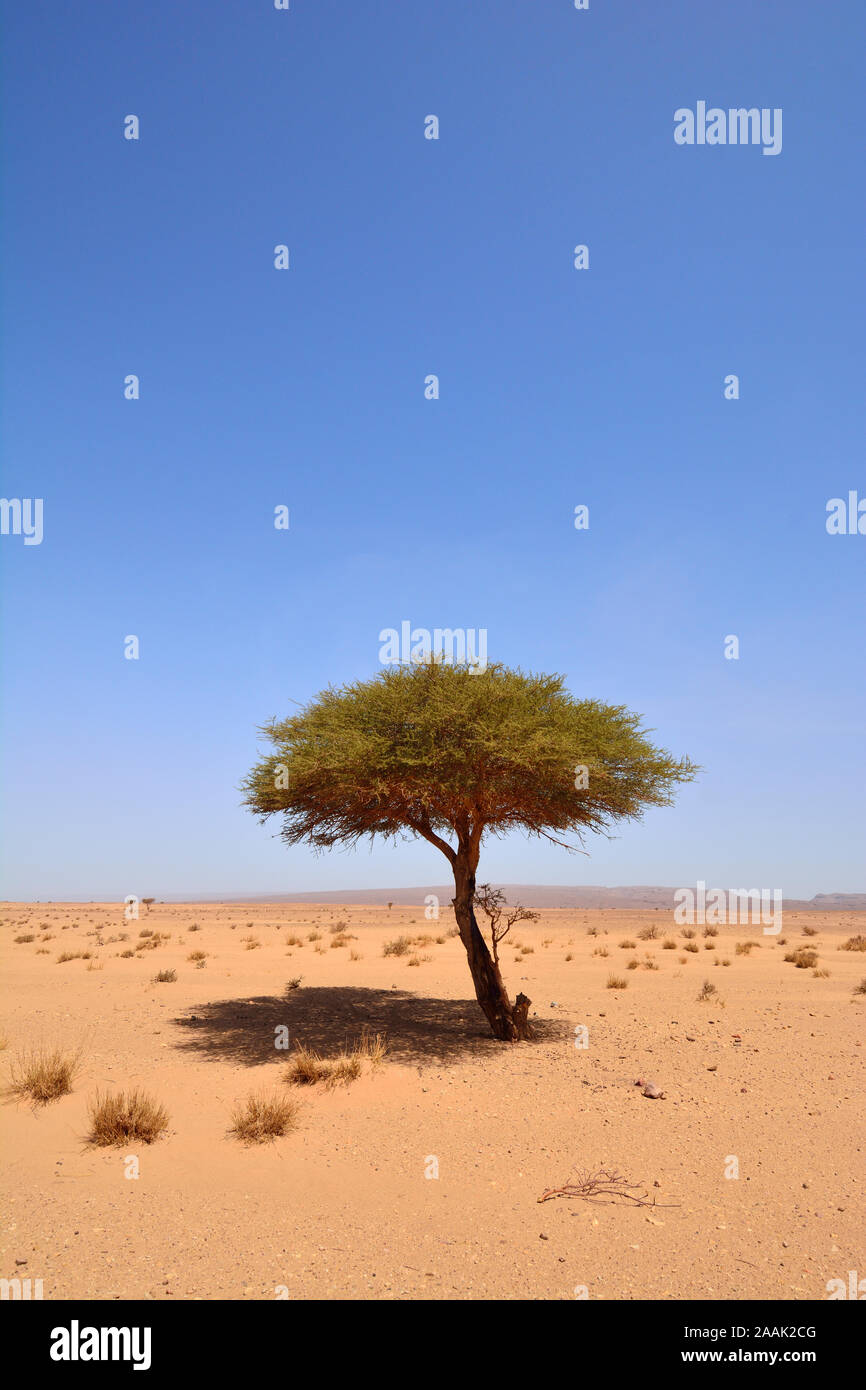 Acacia en Erg Chigaga, el desierto del Sahara. Marruecos Foto de stock