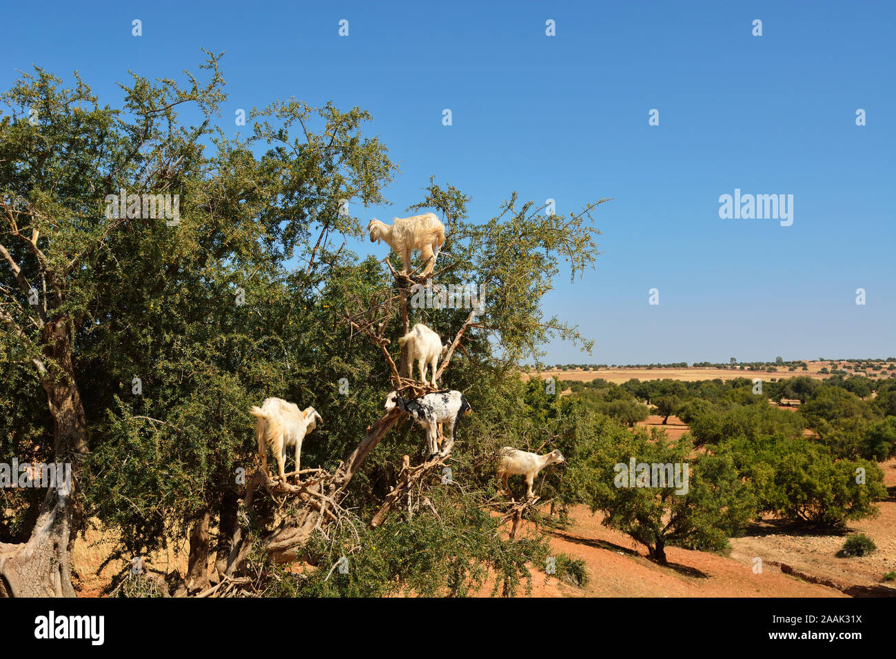 Cabras en un árbol de argán. El aceite de argán se ha convertido en un producto de moda en Europa y Norteamérica. Essaoiura, Marruecos Foto de stock