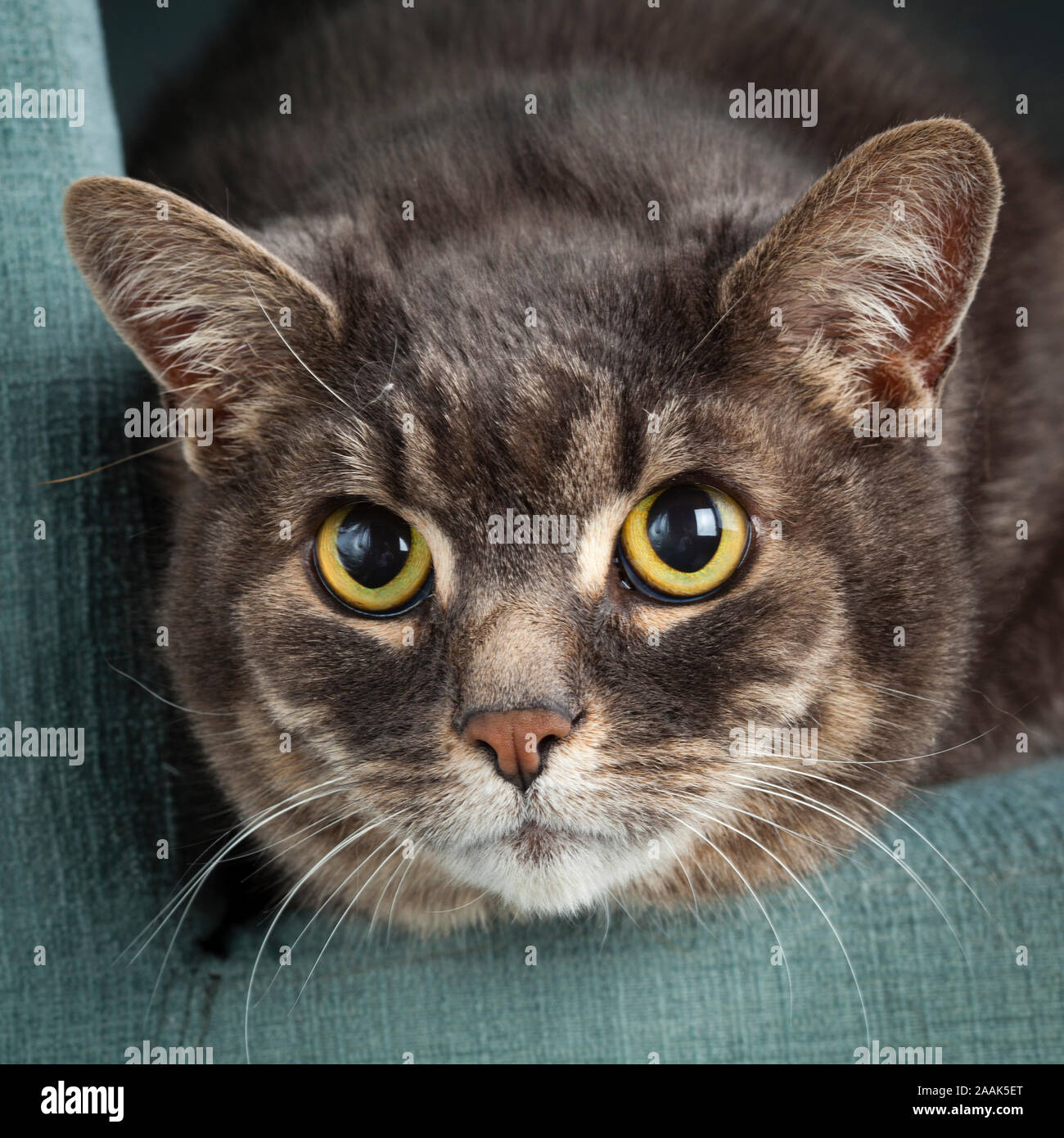 Close-up de cat. Foto de stock