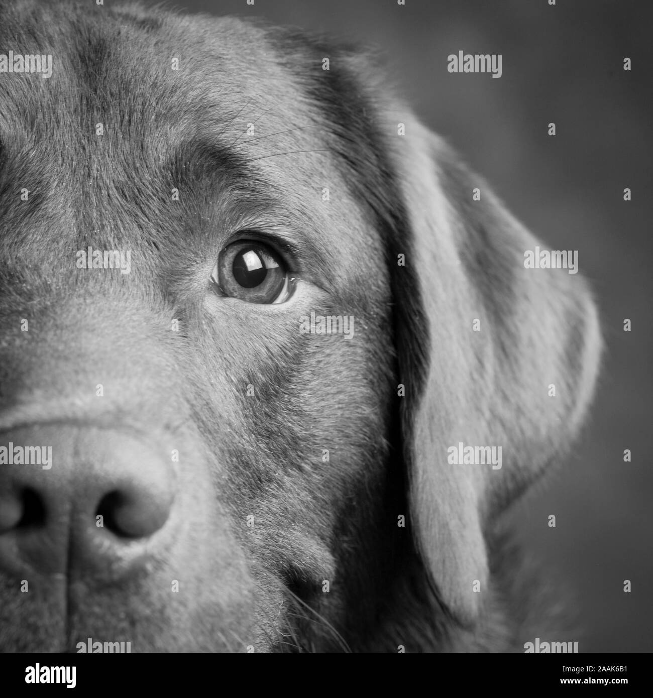 Retrato de Labrador Chocolate Foto de stock