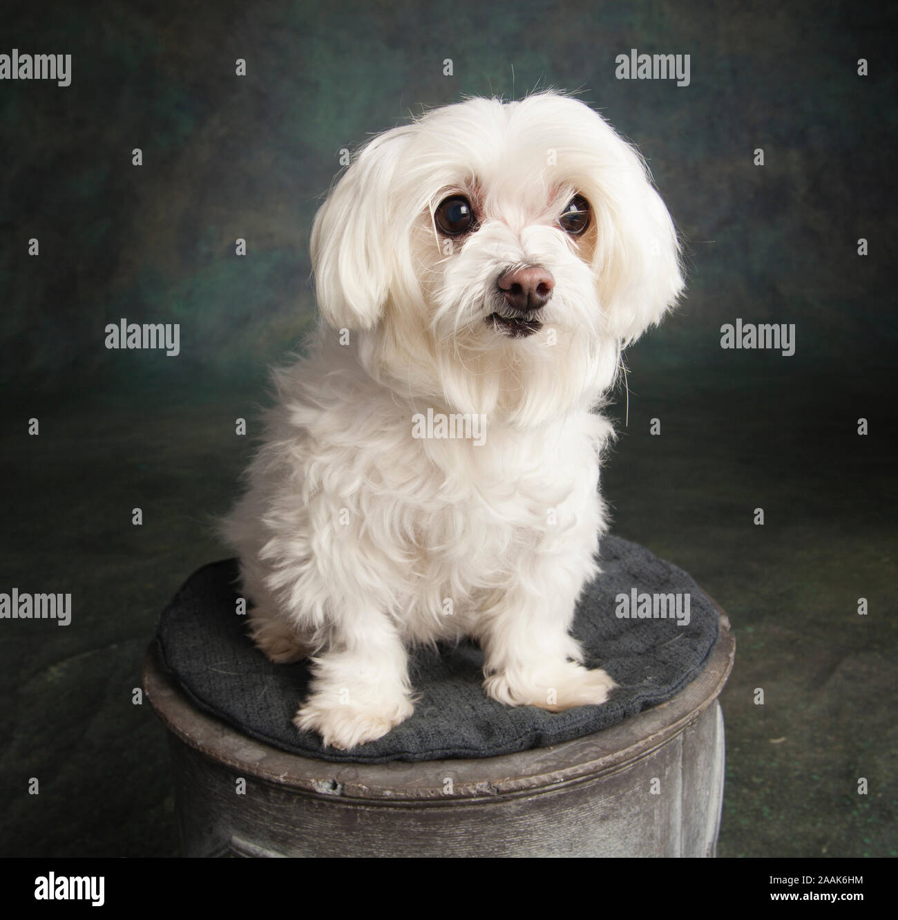 Retrato de un perro Maltés Foto de stock