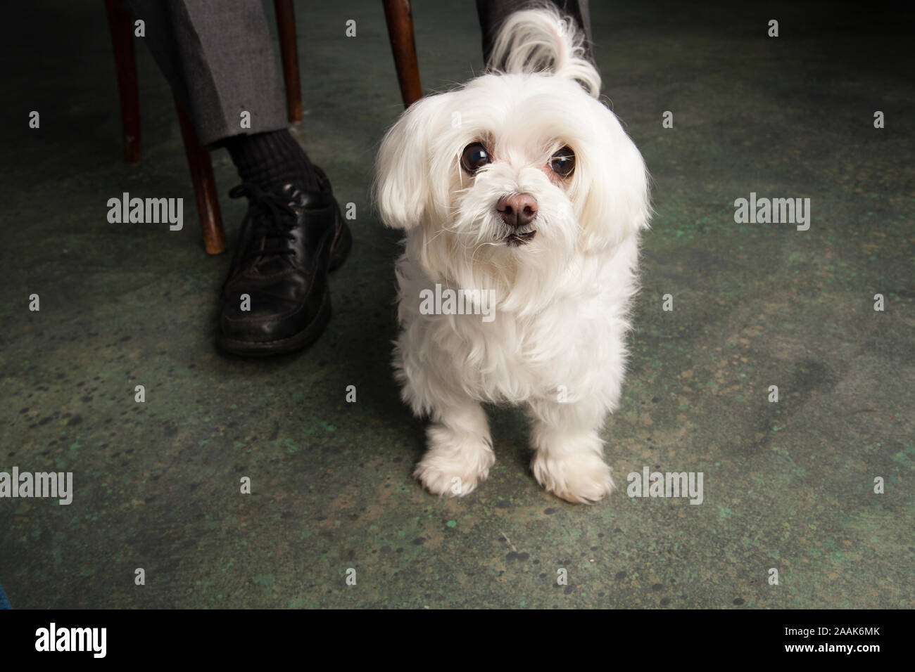 Retrato de perro Maltés Foto de stock