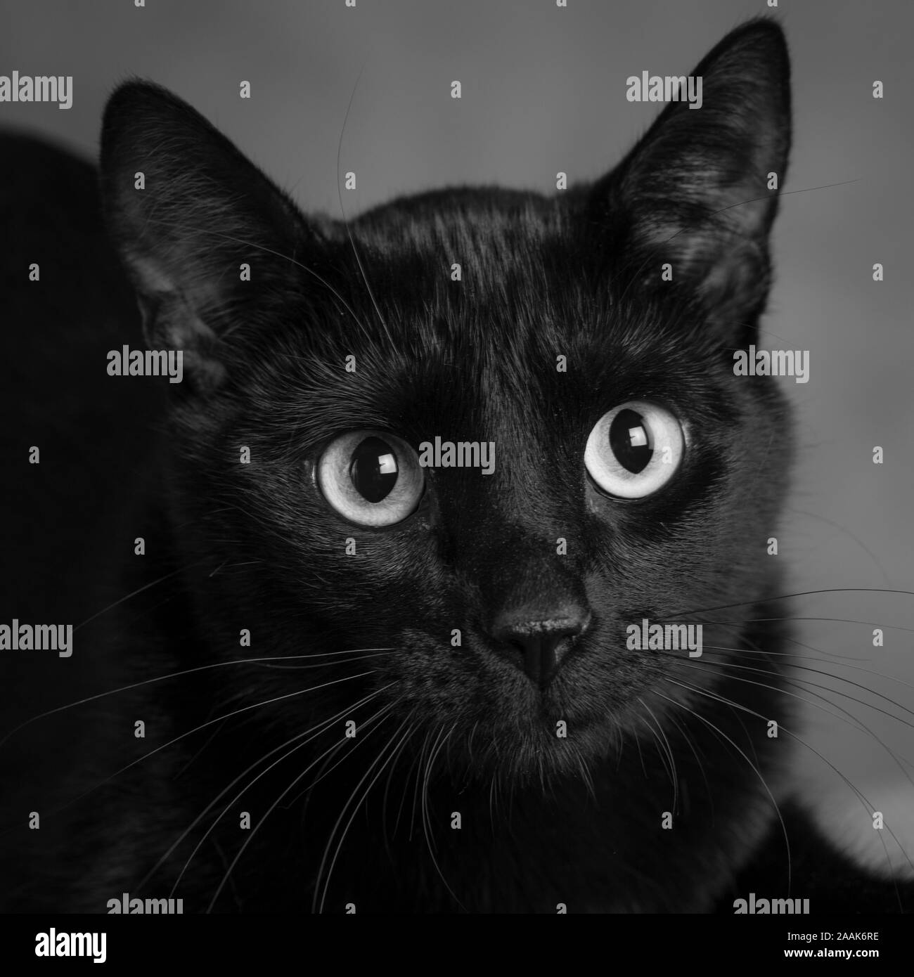 Retrato de un gato negro Foto de stock