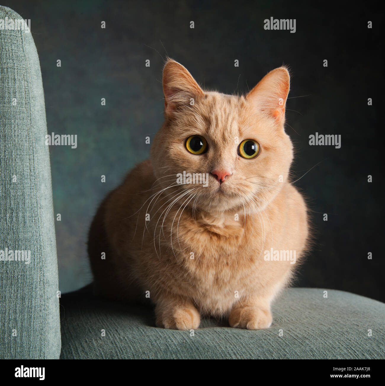 Retrato de estudio de gato atigrado Foto de stock