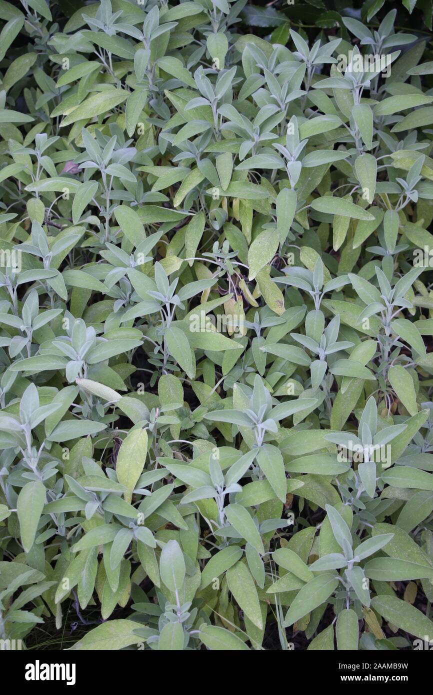 Sage (Salvia officinalis), una planta medicinal, también llamado hierba