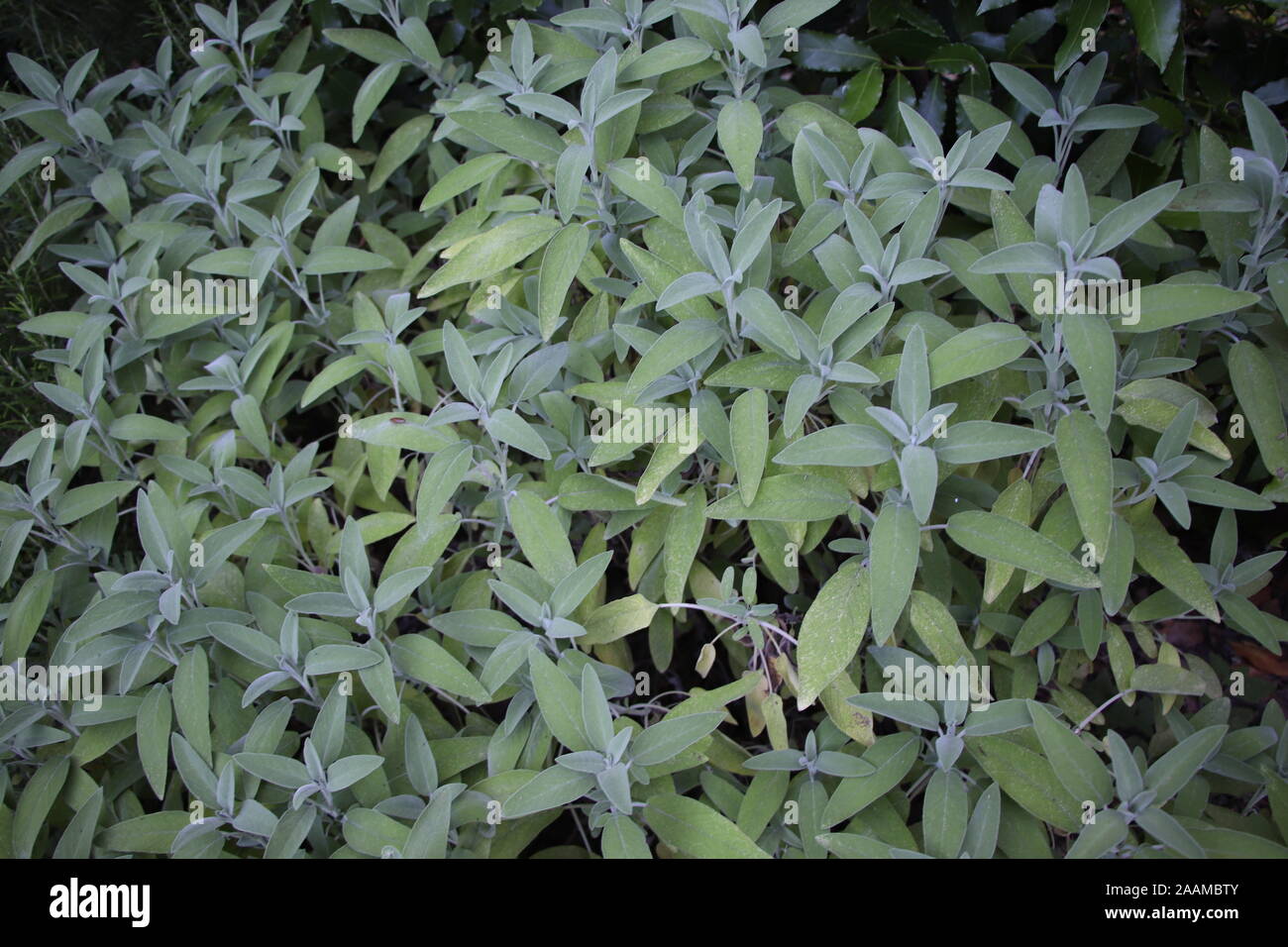 Sage (Salvia officinalis), una planta medicinal, también llamado hierba