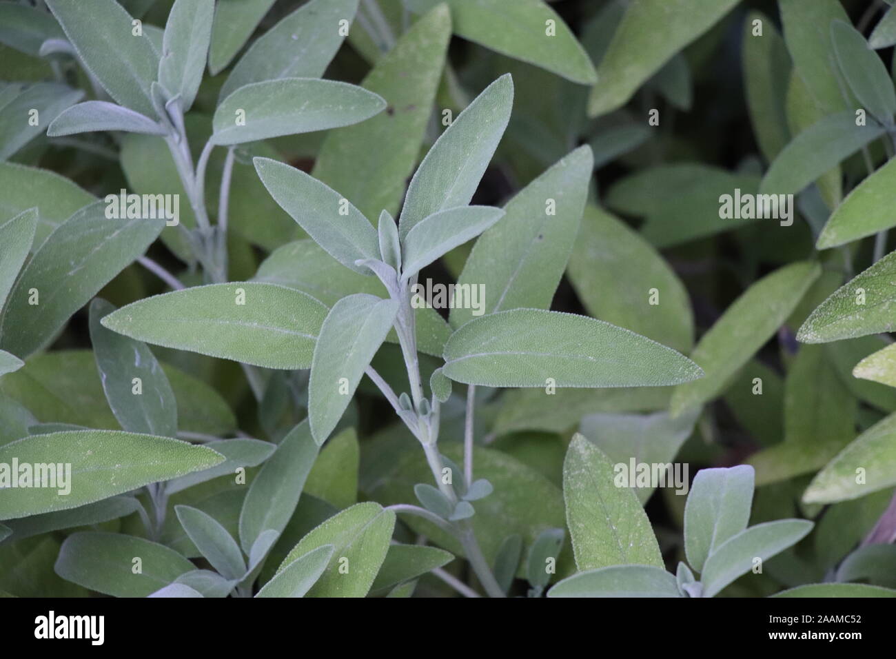 Sage (Salvia officinalis), una planta medicinal, también llamado hierba