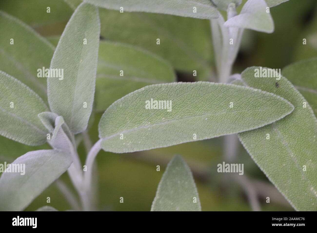Sage (Salvia officinalis), una planta medicinal, también llamado hierba