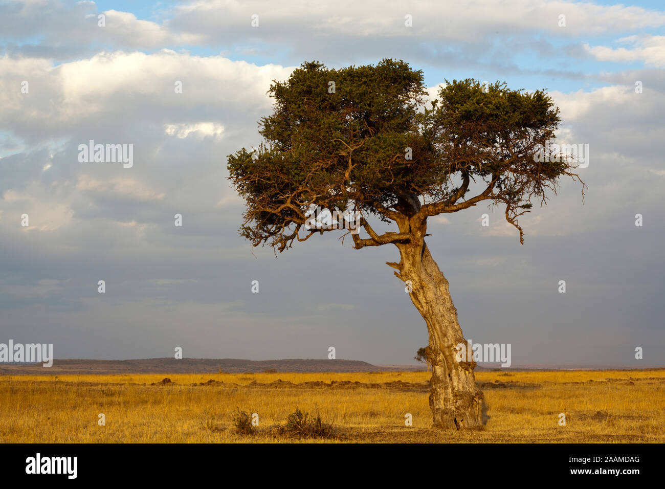 Baum en der Savanne Foto de stock