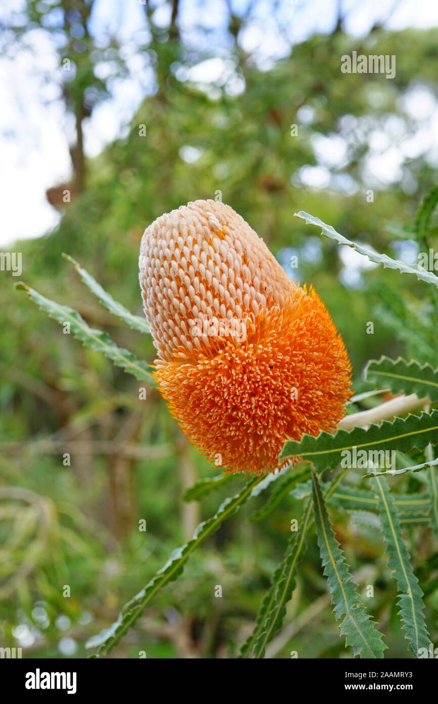 Pico de la flor de naranja de la Bellota Banksia planta, un árbol costeras  en Australia Fotografía de stock - Alamy