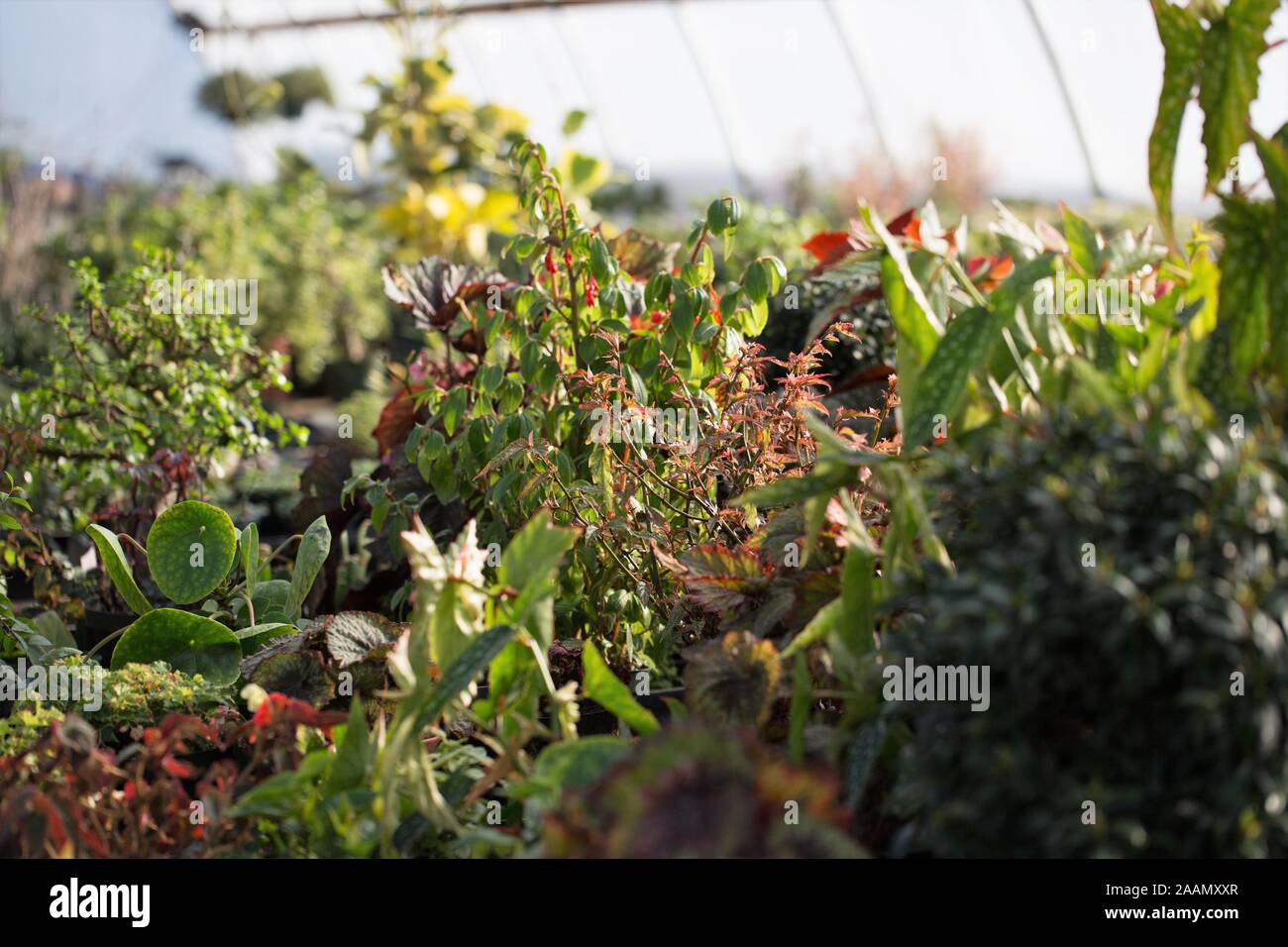 Plantas de interior que crece en un invernadero. Foto de stock