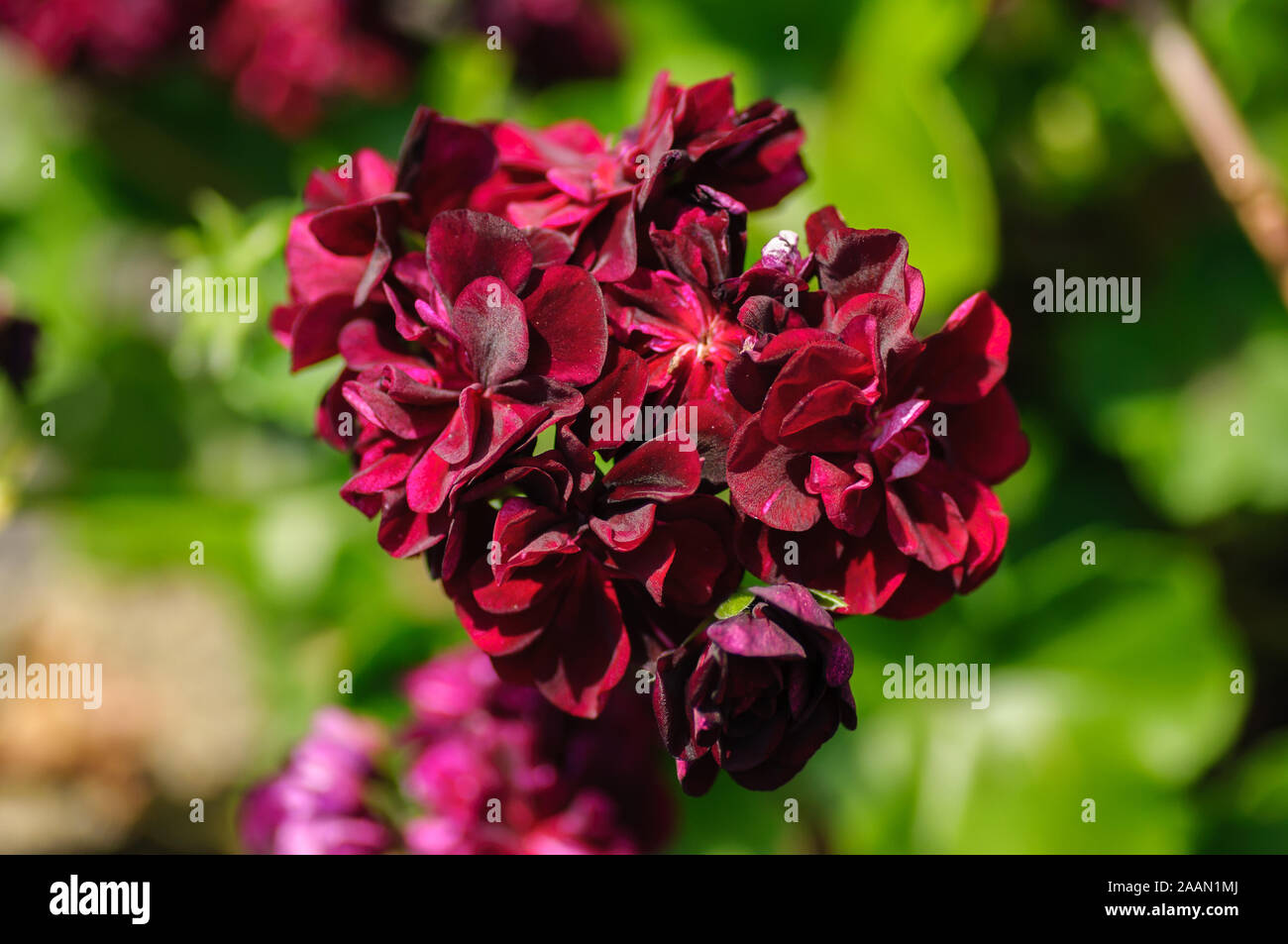 Flores de color rojo geranio cerca. A bordo de color Fotografía de stock -  Alamy