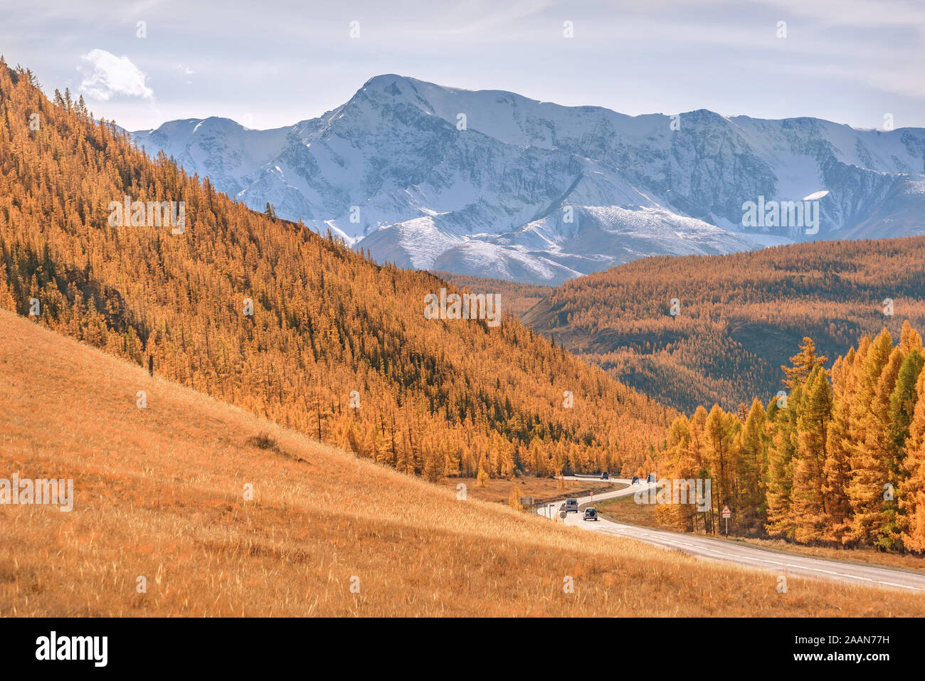 Colorido Paisaje otoñal con un sinuoso camino asfaltado a las montañas cubiertas de nieve y bosques y árboles de alerce doradas. Altai, Rusia Foto de stock
