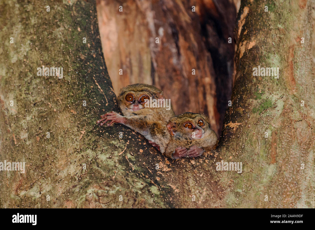 Tarsiers, Tarsius tarsier, descansando en un agujero del árbol son endémicas en el Parque Nacional Tangkoko Sulawesi, Indonesia. Foto de stock