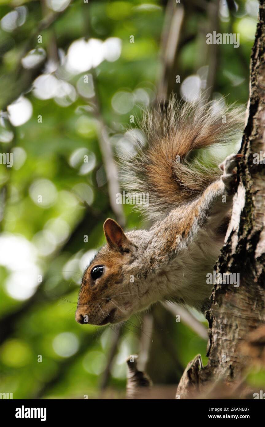 Neugieriges Eichhörnchen im Baum Foto de stock