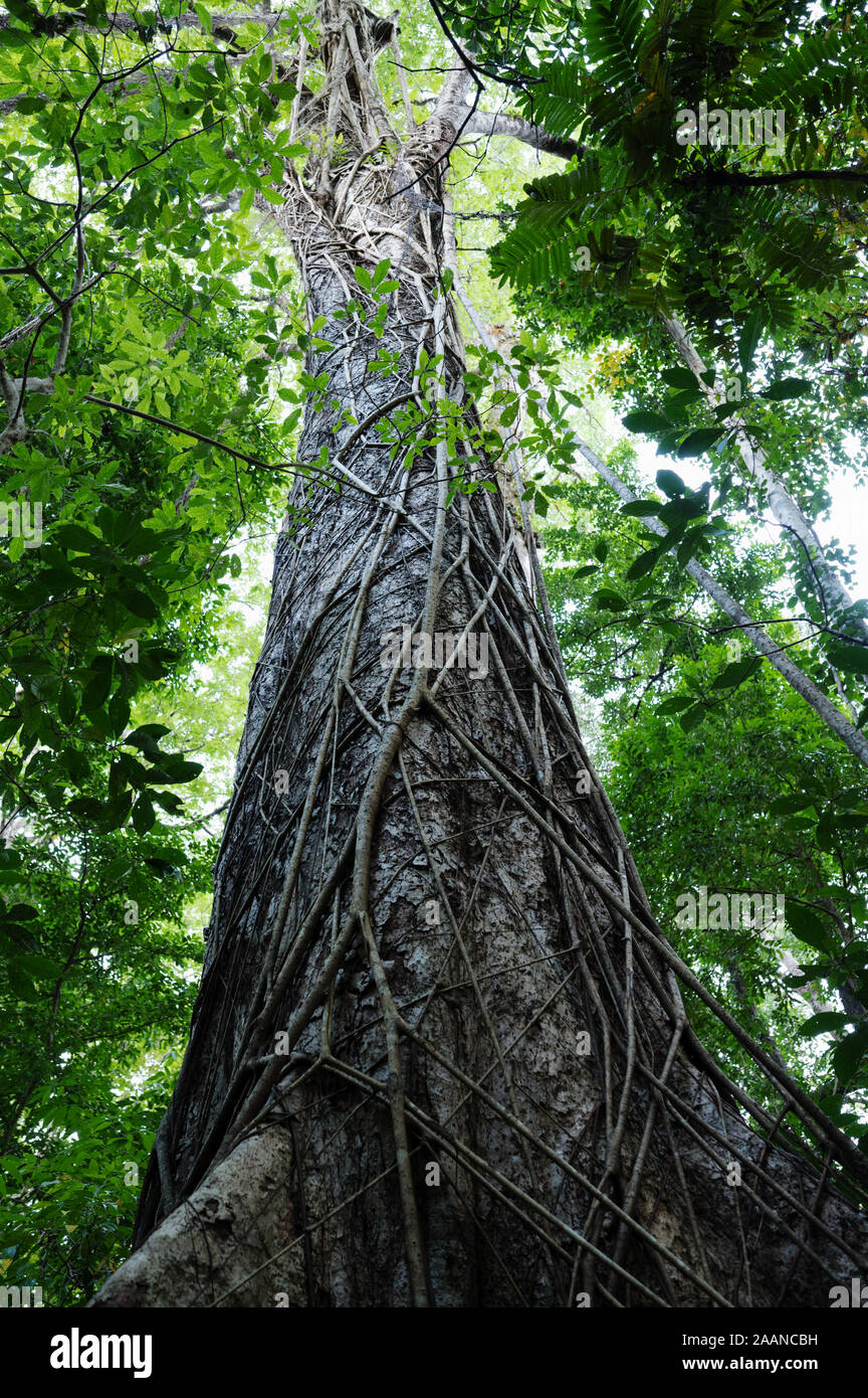 Fig raíces estrangulando el árbol hospedero, el Parque Nacional Tangkoko, en el norte de Sulawesi, Indonesia. Foto de stock