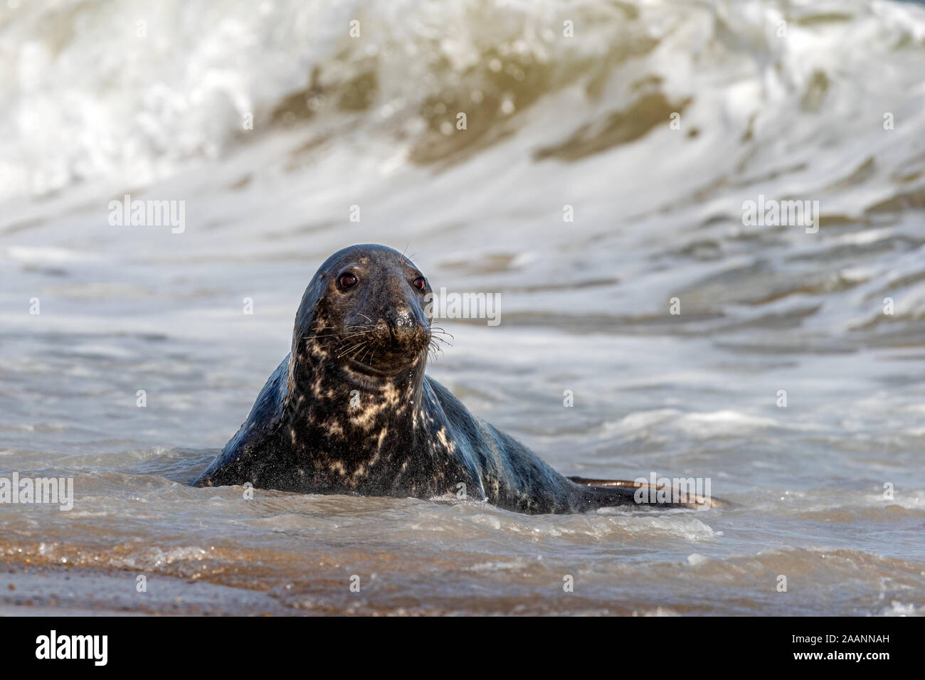 Focas grises en el mar. Foto de stock