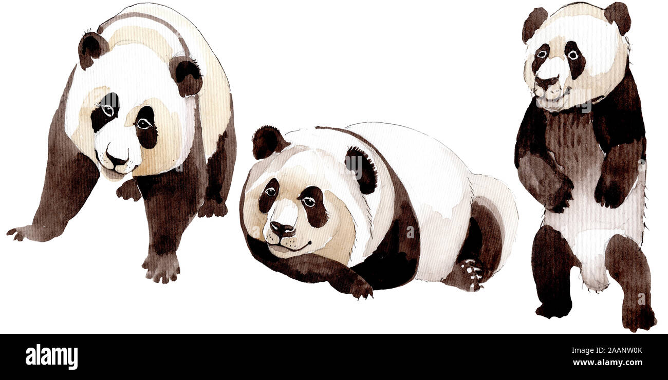 Panda exóticos animales salvajes aisladas. Ilustración de fondo de acuarela. Dibujo acuarela moda aquarelle aislados. Animales aislados illustratio Foto de stock