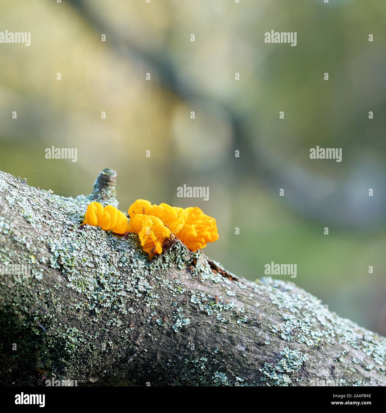 Color amarillo dorado temblor (Tremella mesenterica) en una rama de encina muerta en un bosque Foto de stock