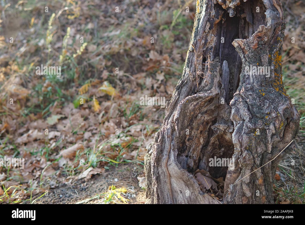 Pino solitario árbol con raíces curvada en la superior del acantilado de arena en la del río ruso Fotografía de stock - Alamy