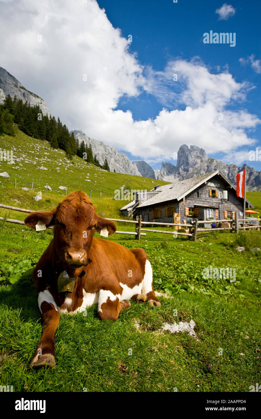 Kuh liegt vor einer Almhütte, Salzburgo, Österreich Foto de stock