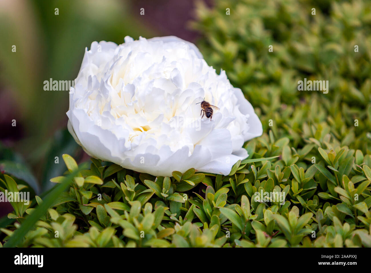 Abeja en una flor blanca, la peonía o paeony, género Paeonia, familia Paeoniaceae, en un jardín. Foto de stock