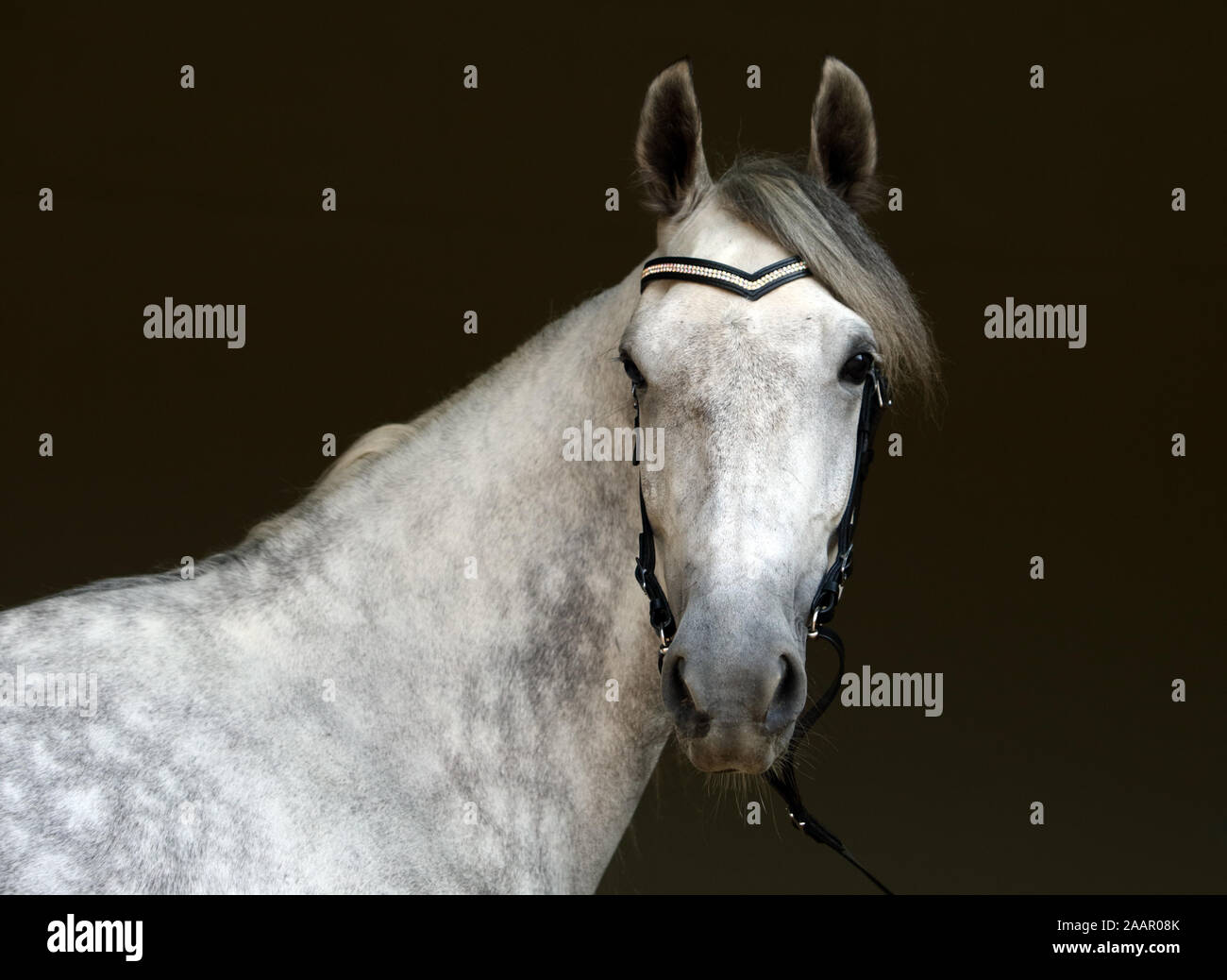 Caballo Español puro o pre,manchan gris oscuro contra el retrato mare Foto de stock