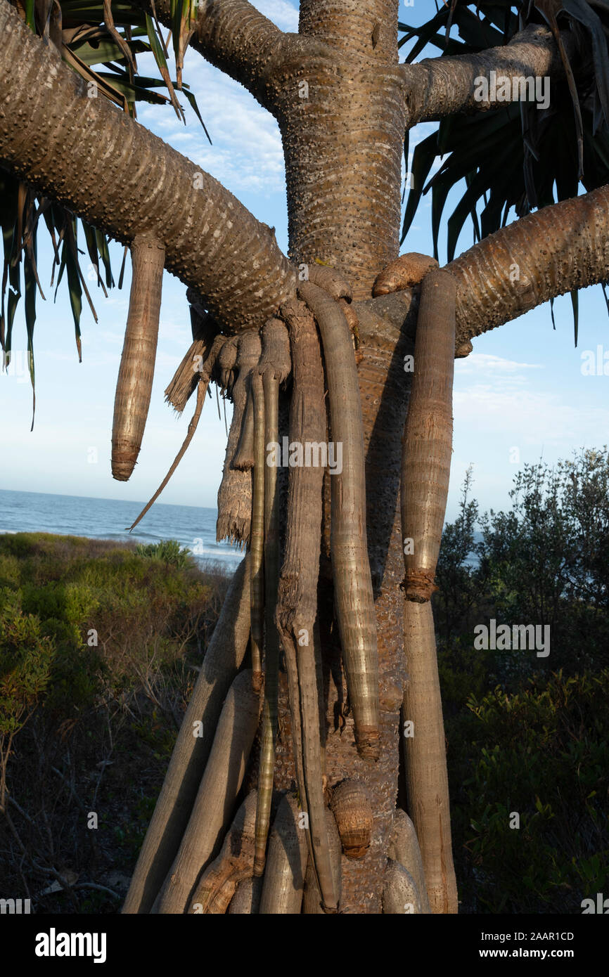 El tronco del árbol del pene Fotografía de stock Alamy