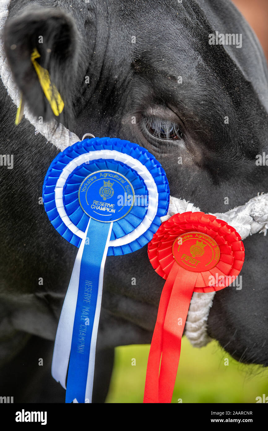 Cintas adornan el galardonado ganado de El Gran Show de Yorkshire, Harrogate, Yorkshire, Reino Unido Foto de stock