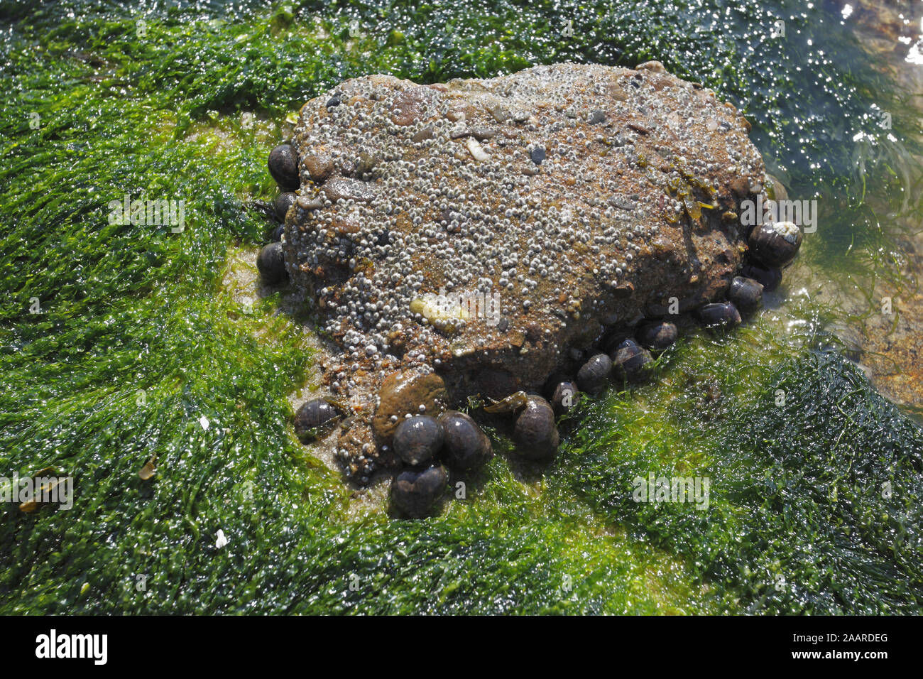 Stein inmitten von Algen mit Gemeine Strandschnecke (Littorina littorea) Foto de stock