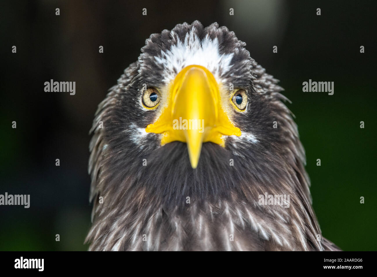 La mirada intimidante de un águila, un gran espectáculo de Yorkshire, Harrogate, Yorkshire, Reino Unido Foto de stock