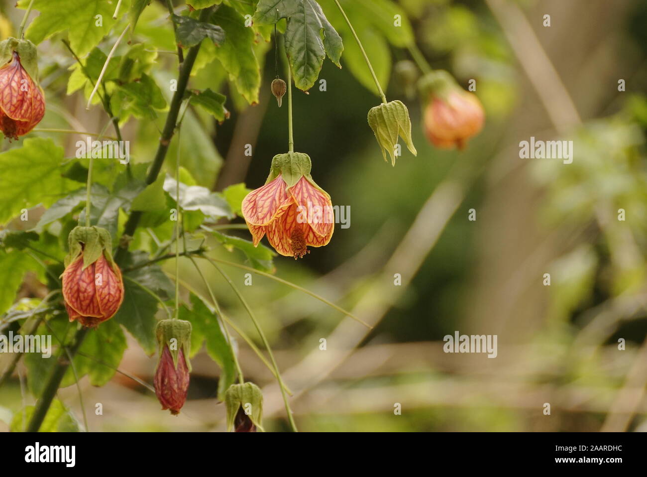 Vena roja abutilon también conocido como Redvein Indian Mallow o linternas chinas Foto de stock