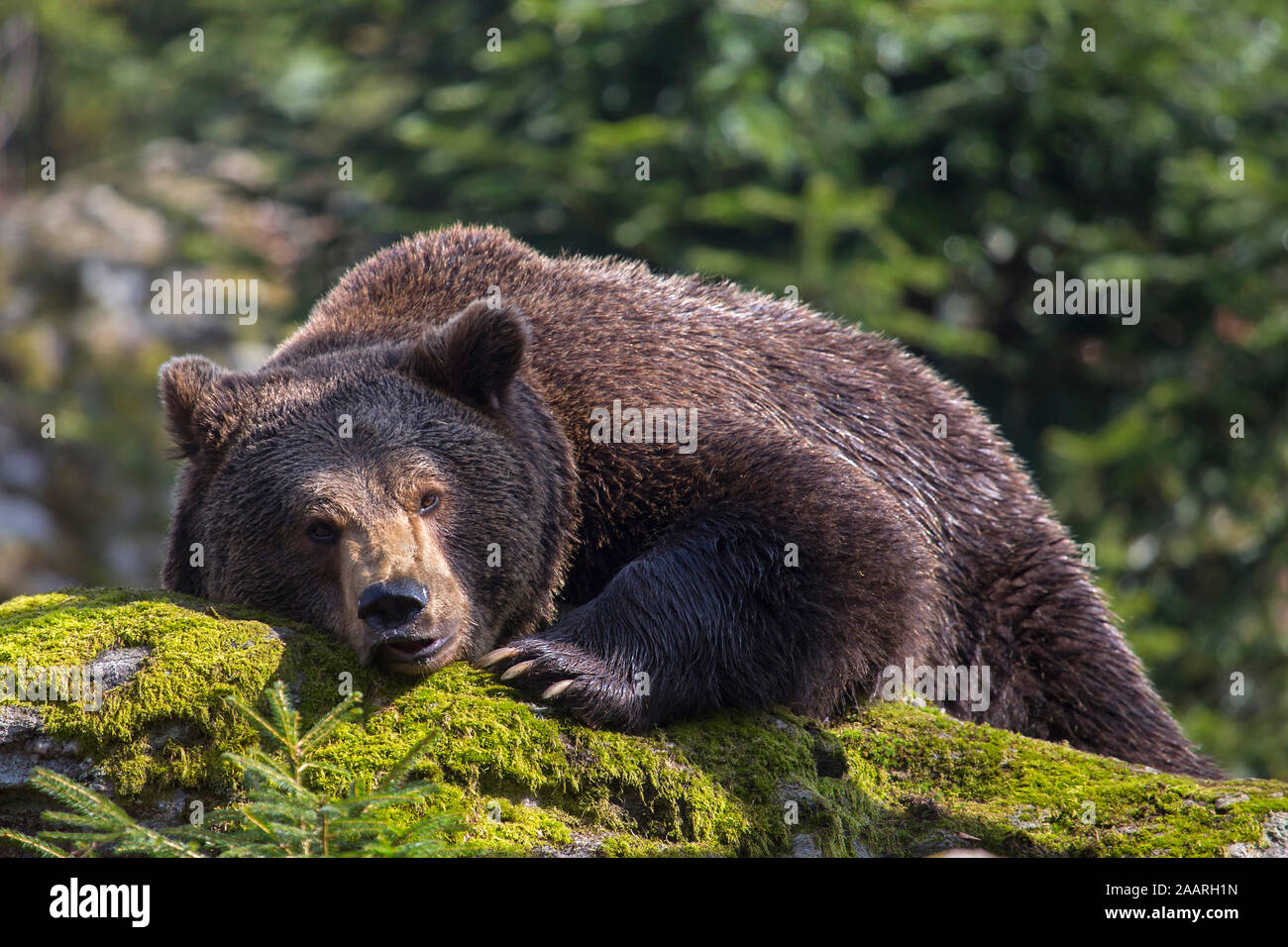 Braunbär (Ursus arctos) Foto de stock