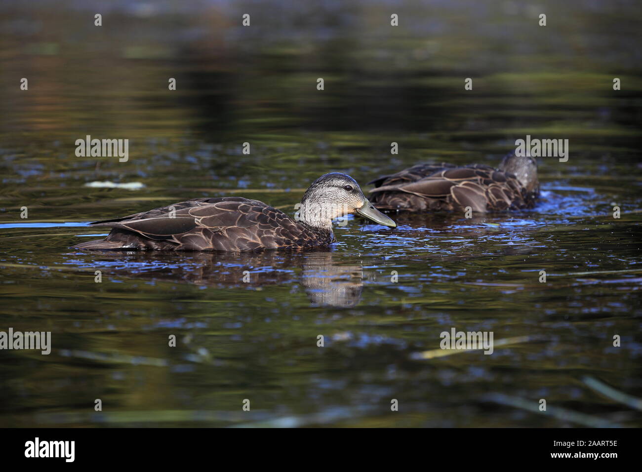 Patos en el lago de Dos Ríos, El Parque Algonquin Provincial de Ontario, 19 de septiembre de 2019 Foto de stock
