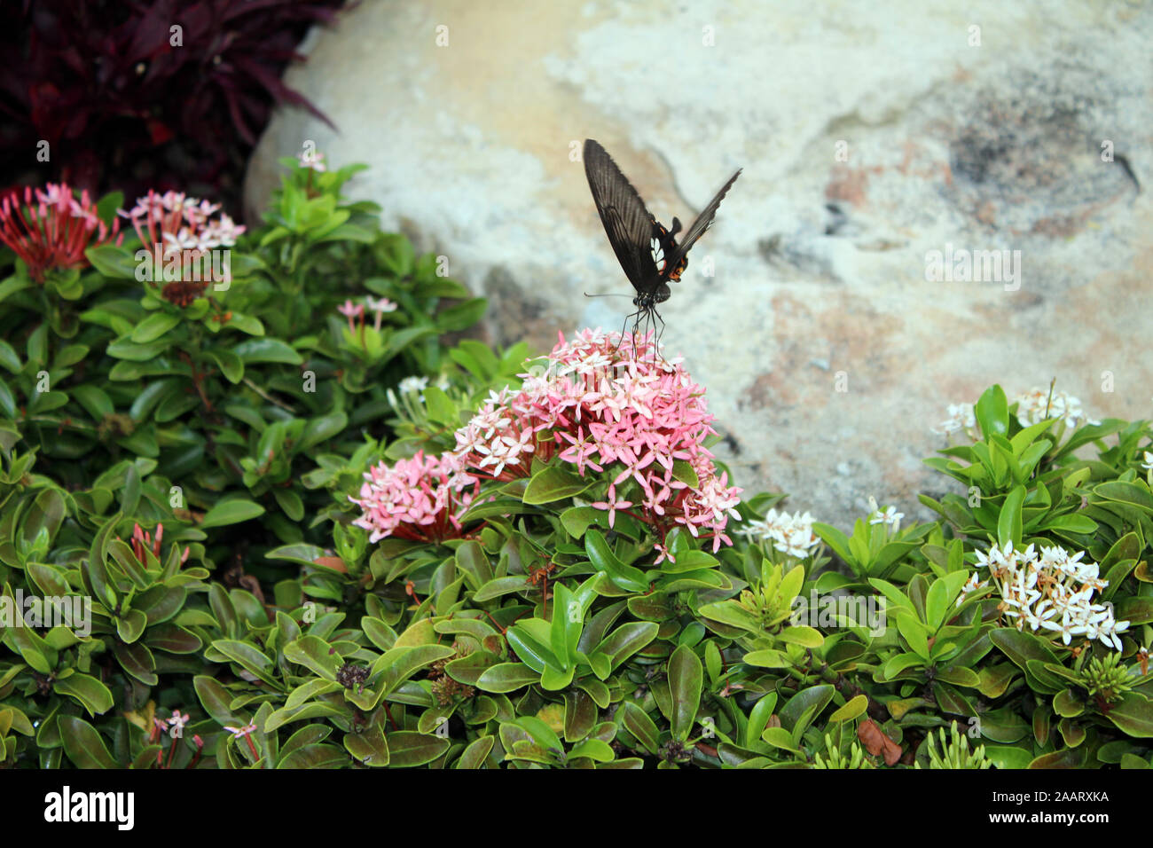Butterfly Koh Phi Phi, Tailandia Foto de stock